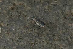 Eunota gabbii