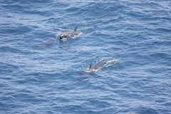 Globicephalinae