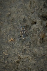 Eunota gabbii