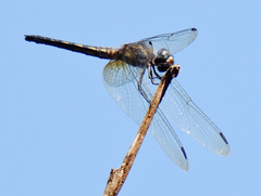 Trithemis festiva