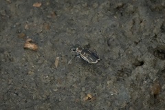 Eunota gabbii