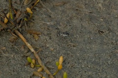 Eunota gabbii