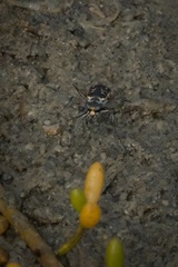 Eunota gabbii