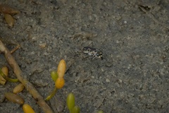 Eunota gabbii