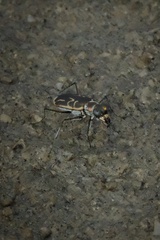 Eunota gabbii