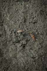 Eunota gabbii
