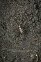 Eunota gabbii