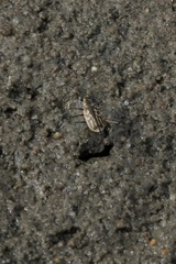 Eunota gabbii
