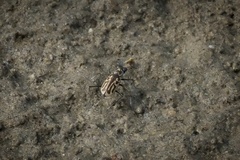 Eunota gabbii