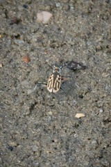 Eunota gabbii