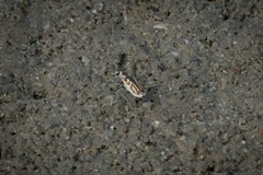 Eunota gabbii