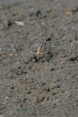 Eunota gabbii