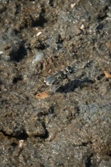 Eunota gabbii