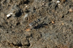 Eunota gabbii
