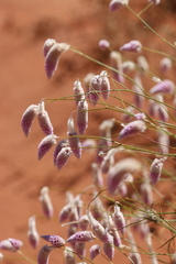 Ptilotus calostachyus