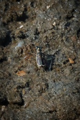 Eunota gabbii