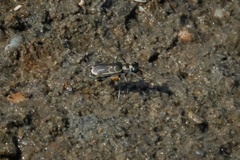 Eunota gabbii