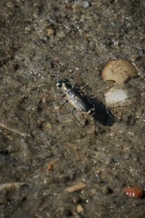 Eunota gabbii