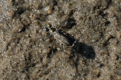 Eunota gabbii