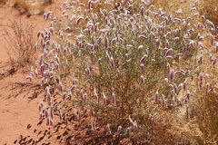 Ptilotus calostachyus