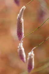 Ptilotus calostachyus