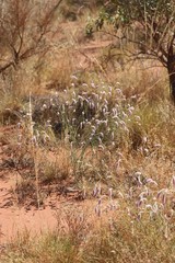 Ptilotus calostachyus