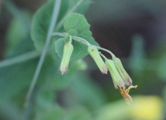 Crepidiastrum denticulatum