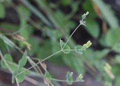 Crepidiastrum denticulatum