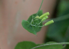 Crepidiastrum denticulatum