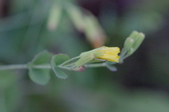 Crepidiastrum denticulatum