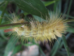 Calliteara pseudabietis