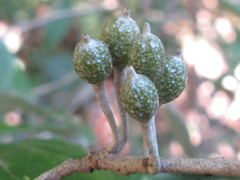 Elaeagnus multiflora