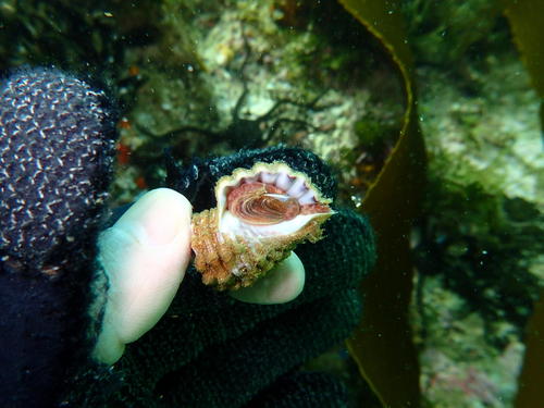 Cabestana cutacea