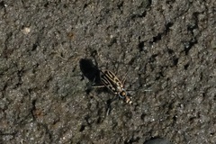 Eunota gabbii