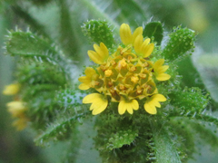 Sigesbeckia pubescens