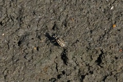 Eunota gabbii