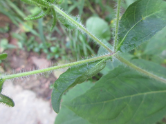 Sigesbeckia pubescens