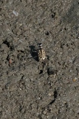 Eunota gabbii