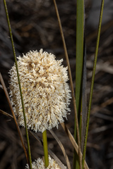 Lomandra leucocephala