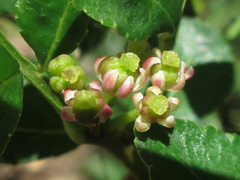 Zanthoxylum schinifolium