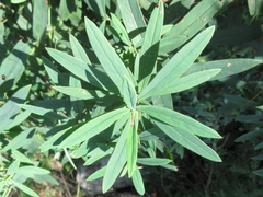 Gypsophila oldhamiana