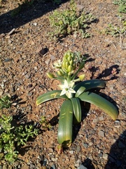 Ornithogalum xanthochlorum