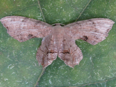 Dysaethria moza