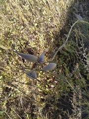 Asclepias engelmanniana