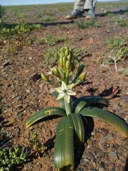 Ornithogalum xanthochlorum