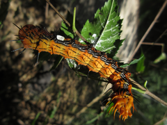 Dudusa sphingiformis