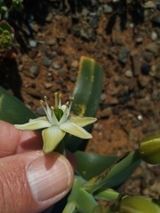 Ornithogalum xanthochlorum
