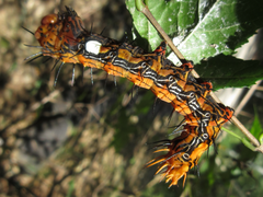 Dudusa sphingiformis