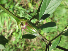 Lasioptera achyranthii