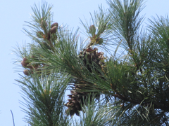 Pinus koraiensis